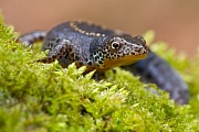 Bergmolch, Triturus alpestris