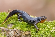 Bergmolch, Triturus alpestris