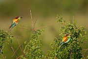 Bienenfresser , Merops apiaster