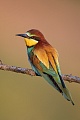 Bienenfresser, Merops apiaster