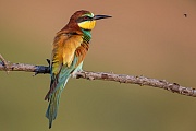 Bienenfresser, Merops apiaster