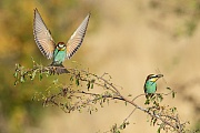 Bienenfresser, Merops apiaster