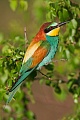 Bienenfresser , Merops apiaster