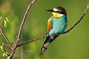 Bienenfresser , Merops apiaster