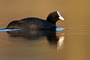 Blässhuhn , Fulica atra