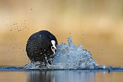 Höckerschwan, Cygnus olor