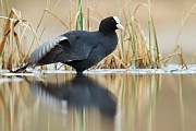 Blässhuhn, Fulica atra