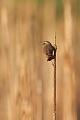 Blaukehlchen, Luscinia svecica