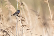 Blaukehlchen, Luscinia svecica cyanecula