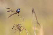 Blaukehlchen, Luscinia svecica cyanecula