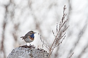 Blaukehlchen, Luscinia svecica cyanecula