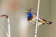 Blaukehlchen,  Luscinia svecica cyanecula