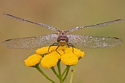 Blutrote Heidelibelle, Sympetrum sanguineum