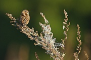 Braunkehlchen, Saxicola rubetra