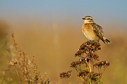 Braunkehlchen, Saxicola rubetra