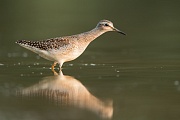 Bruchwasserläufer , Tringa glareola