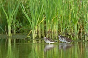 Bruchwasserläufer, Tringa glareola