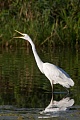 Silberreiher, Casmerodius albus, Great Egret