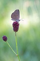 Dunkler Wiesenknopf-Ameisenbläuling, Phengaris nausithous