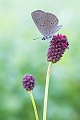 Dunkler Wiesenknopf-Ameisenbläuling, Phengaris nausithous