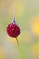 Dunkler Wiesenknopf-Ameisenbläuling , Phengaris nausithous