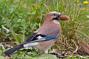 Eichelhäher, Garrulus glandarius