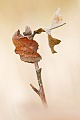 Eichenglucke , Phyllodesma tremulifolia