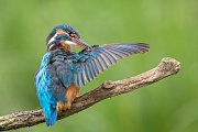 Eisvogel, Alcedo atthis