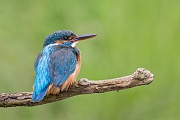 Eisvogel, Alcedo atthis