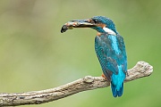 Eisvogel, Alcedo atthis