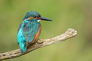 Eisvogel, Alcedo atthis