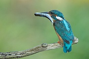 Eisvogel, Alcedo atthis