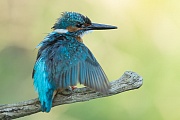 Eisvogel, Alcedo atthis