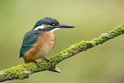 Eisvogel, Alcedo atthis