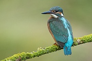 Eisvogel, Alcedo atthis