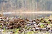 Erdkröte, Bufo bufo