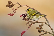 Erlenzeisig, Caduelis spinus