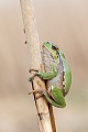 Europäischer Laubfrosch , Hyla arborea