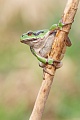 Europäischer Laubfrosch , Hyla arborea