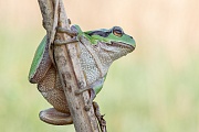 Europäischer Laubfrosch , Hyla arborea