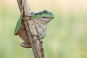 Europäischer Laubfrosch , Hyla arborea