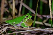 Europäischer Laubfrosch , Hyla arborea