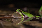 Europäischer Laubfrosch , Hyla arborea