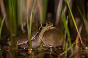 Europäischer Laubfrosch , Hyla arborea