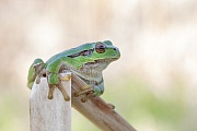 Europäischer Laubfrosch 