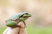 Europäischer Laubfrosch , Hyla arborea