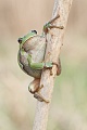 Europäischer Laubfrosch , Hyla arborea