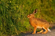 Feldhase, Lepus europaeus