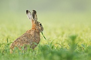 Feldhase, Lepus europaeus