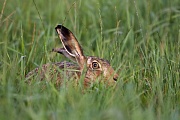 Feldhase, Lepus europaeus